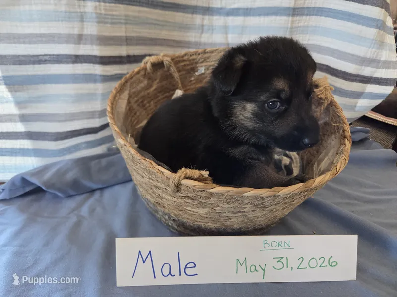 Yellow/Blue/Purple Collar – German Shepherd Dog puppy for sale in Hesperus, CO