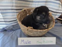 Yellow/Blue/Purple Collar, a male German Shepherd Dog for sale in Hesperus, CO – 1 of 2