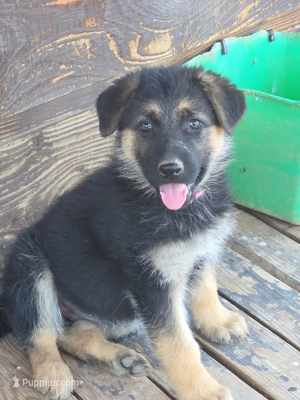Hot Pink Collar – German Shepherd Dog puppy for sale in Hesperus, CO