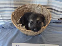 Neon Yellow Collar, a male German Shepherd Dog for sale in Hesperus, CO – 2 of 2