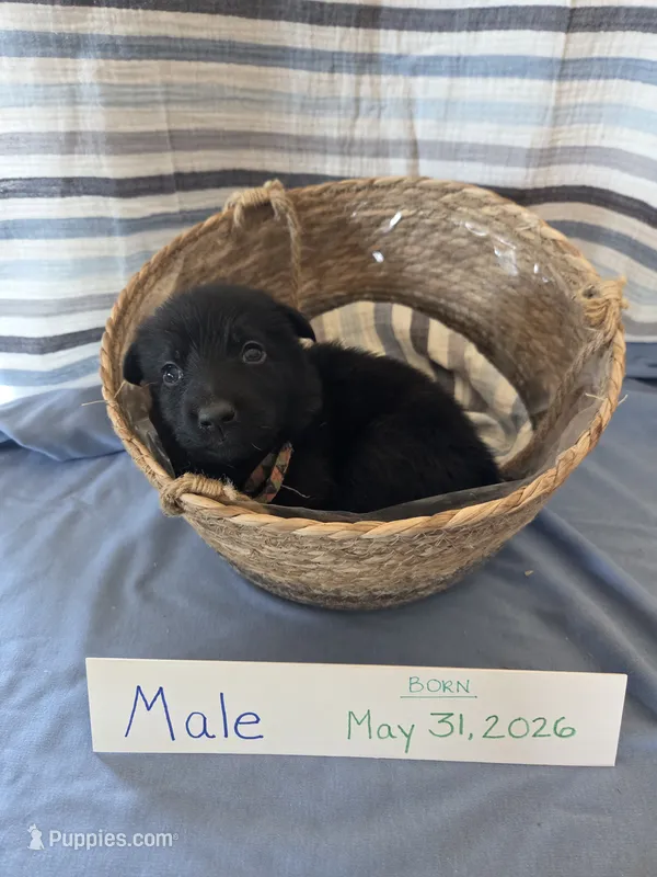 Triangle Collar – German Shepherd Dog puppy for sale in Hesperus, CO