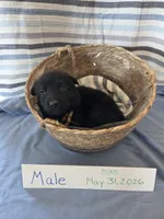 Triangle Collar, a male German Shepherd Dog for sale in Hesperus, CO – 1 of 2