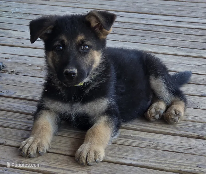 Rainbow Collar – German Shepherd Dog puppy for sale in Hesperus, CO