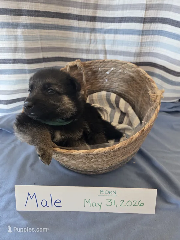 Turquoise Collar – German Shepherd Dog puppy for sale in Hesperus, CO