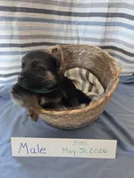 Turquoise Collar, a male German Shepherd Dog for sale in Hesperus, CO – 1 of 2