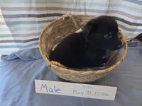 Yellow Collar, a male German Shepherd Dog for sale in Hesperus, CO – 2 of 2
