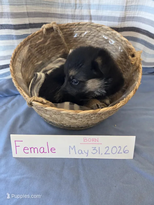 Hot Pink Collar – German Shepherd Dog puppy for sale in Hesperus, CO