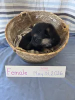 Hot Pink Collar, a female German Shepherd Dog for sale in Hesperus, CO – 1 of 4