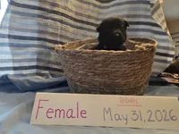 Pink Collar, a female German Shepherd Dog for sale in Hesperus, CO – 2 of 7