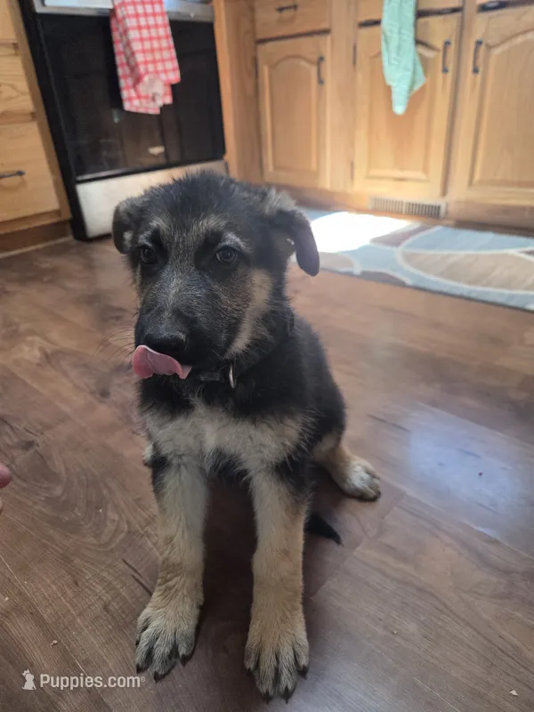 Black Collar – German Shepherd Dog puppy for sale in Hesperus, CO