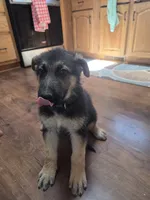Black Collar, a male German Shepherd Dog for sale in Hesperus, CO – 1 of 8