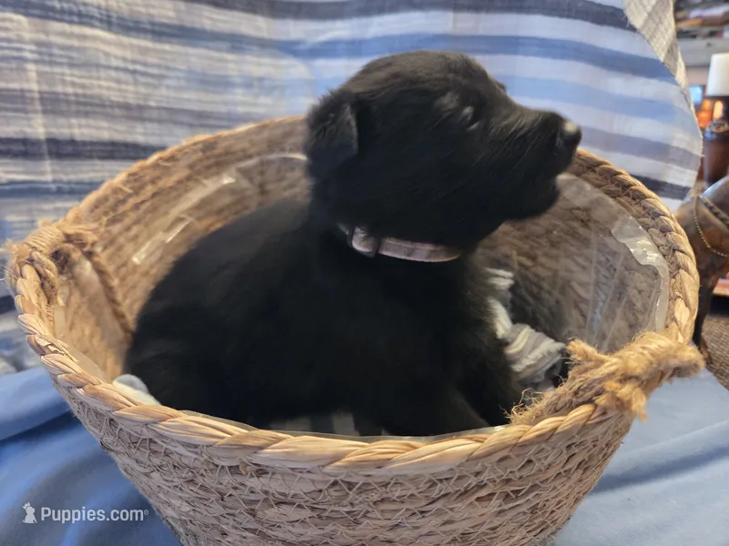 Pink Collar – German Shepherd Dog puppy for sale in Hesperus, CO