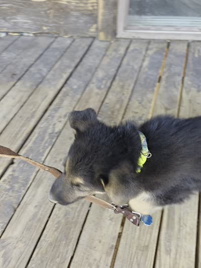 Rainbow Collar, a male German Shepherd Dog for sale in Hesperus, CO – 3 of 3