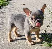 Uk bloodlines Lilac/tan, a male French Bulldog for sale in Ocklawaha, FL – 8 of 8