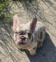 UK bloodlines Isabella , a female French Bulldog for sale in Ocklawaha, FL – 6 of 7