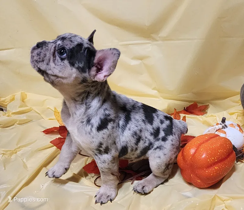 Blue Merle – French Bulldog puppy for sale in Ocklawaha, FL