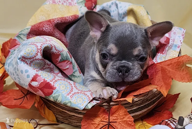 Lilac/tan – French Bulldog puppy for sale in Ocklawaha, FL
