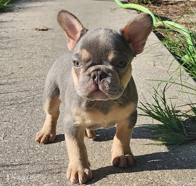 Uk bloodlines Lilac/tan – French Bulldog puppy for sale in Ocklawaha, FL