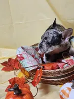 Blue Merle, a female French Bulldog for sale in Ocklawaha, FL – 4 of 5