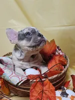 Isabella , a female French Bulldog for sale in Ocklawaha, FL – 4 of 4