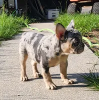 UK bloodlines Blue Merle, a female French Bulldog for sale in Ocklawaha, FL – 6 of 8