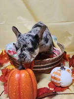 Blue Merle, a female French Bulldog for sale in Ocklawaha, FL – 3 of 5