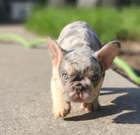 UK bloodlines Isabella , a female French Bulldog for sale in Ocklawaha, FL – 1 of 7