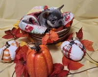 Lilac/tan, a male French Bulldog for sale in Ocklawaha, FL – 2 of 4