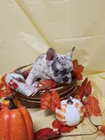 Isabella , a female French Bulldog for sale in Ocklawaha, FL – 3 of 4