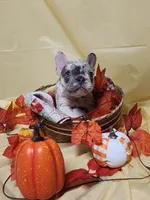 Isabella , a female French Bulldog for sale in Ocklawaha, FL – 1 of 4