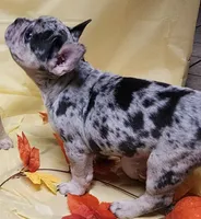 Blue Merle, a female French Bulldog for sale in Ocklawaha, FL – 2 of 5