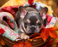 Uk bloodlines Lilac/tan, a male French Bulldog for sale in Ocklawaha, FL – 2 of 8