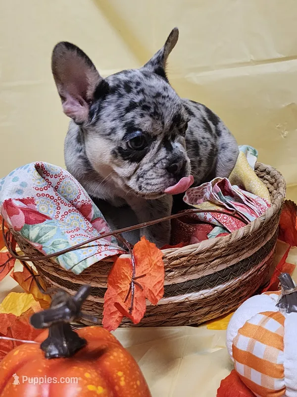 UK bloodlines Blue Merle – French Bulldog puppy for sale in Ocklawaha, FL