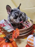 Blue Merle, a female French Bulldog for sale in Ocklawaha, FL – 5 of 5
