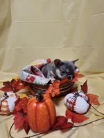 Lilac/tan, a male French Bulldog for sale in Ocklawaha, FL – 4 of 4