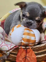 Lilac/tan, a male French Bulldog for sale in Ocklawaha, FL – 3 of 4