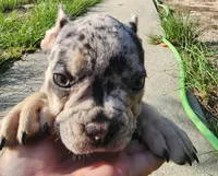 UK bloodlines Blue Merle, a female French Bulldog for sale in Ocklawaha, FL – 7 of 8