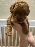 Rossie, a female Poodle - Miniature  for sale in Prescott, AZ – 3 of 5