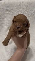 Bella, a female Poodle - Miniature  for sale in Prescott, AZ – 3 of 4