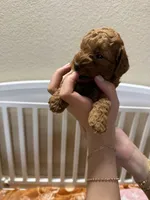 Benny, a male Poodle - Miniature  for sale in Prescott, AZ – 3 of 6