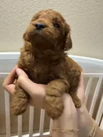 Benny, a male Poodle - Miniature  for sale in Prescott, AZ – 2 of 6
