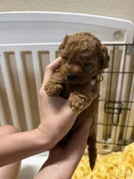 Billy, a male Poodle - Miniature  for sale in Prescott, AZ – 3 of 8