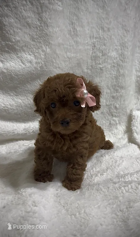 Luna – Poodle - Miniature  puppy for sale in Prescott, AZ