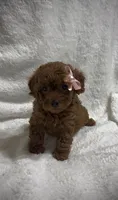 Red Toy Poodle Female, a female Poodle - Toy  for sale in Prescott, AZ – Photo 2 of 6