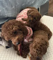 Luna, a female Poodle - Miniature  for sale in Prescott, AZ – Photo 9 of 10