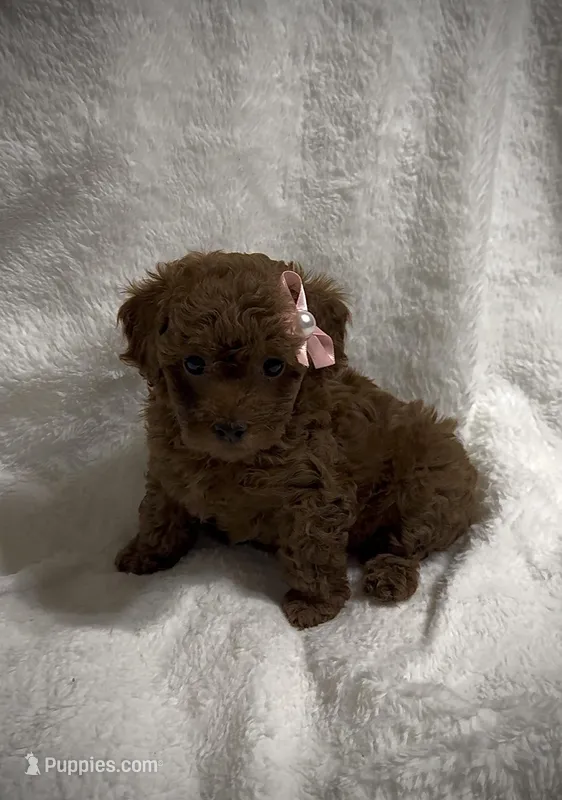 Red Toy Poodle Female – Poodle - Toy  puppy for sale in Prescott, AZ