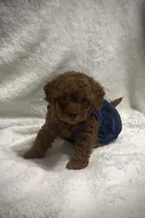 Red Toy Poodle Female, a female Poodle - Toy  for sale in Prescott, AZ – Photo 6 of 6