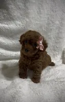Red Toy Poodle Female, a female Poodle - Toy  for sale in Prescott, AZ – Photo 3 of 6