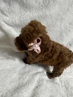 Red Toy Poodle Female, a female Poodle - Toy  for sale in Prescott, AZ – Photo 4 of 6