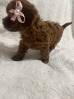 Red Toy Poodle Female, a female Poodle - Toy  for sale in Prescott, AZ – Photo 5 of 6